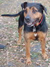 Jason the Lovable Laid-Back Rottie