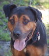 Jason the Lovable Laid-Back Rottie