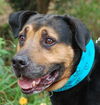 Jason the Lovable Laid-Back Rottie