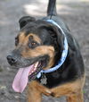 Jason the Lovable Laid-Back Rottie