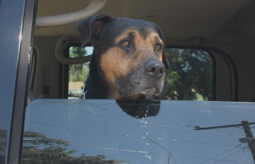 Jason the Lovable Laid-Back Rottie