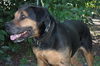 Jason the Lovable Laid-Back Rottie