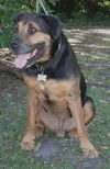 Jason the Lovable Laid-Back Rottie