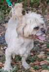 Quincy the Lhasa Apso