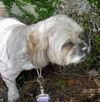 Quincy the Lhasa Apso