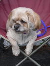 Quincy the Lhasa Apso