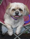 Quincy the Lhasa Apso