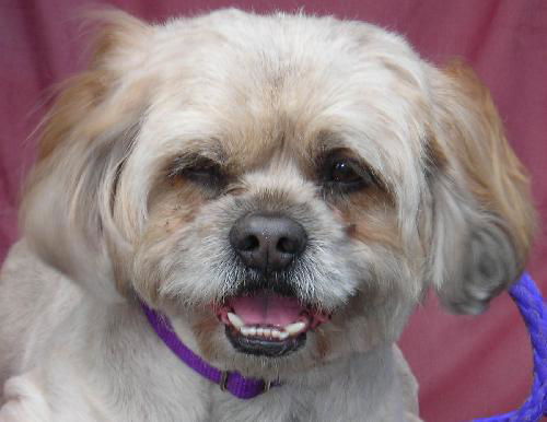 Quincy the Lhasa Apso