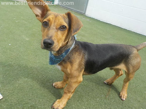 Casey - Camp Doglando Graduate