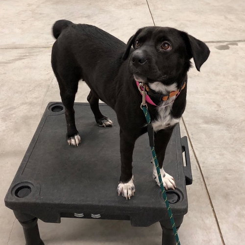 Lornita @ Camp Doglando