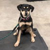 Karen @ Camp Doglando