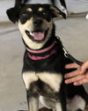 Karen @ Camp Doglando