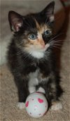 Maira the Cooing Calico Kitten