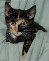 Maira the Cooing Calico Kitten
