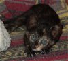 Yazhi the Sweet Little Tortie Kitten
