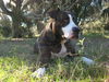 Patricia the Family Dog