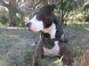 Patricia the Family Dog