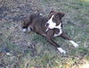 Patricia the Family Dog