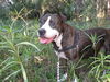 Patricia the Family Dog