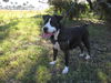 Patricia the Family Dog