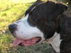 Patricia the Family Dog