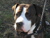Patricia the Family Dog