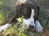 Patricia the Family Dog
