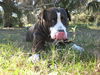Patricia the Family Dog