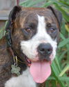 Patricia the Family Dog