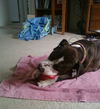 Patricia the Family Dog