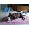 Patricia the Family Dog