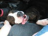 Patricia the Family Dog