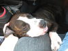 Patricia the Family Dog