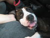Patricia the Family Dog