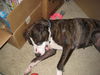 Patricia the Family Dog