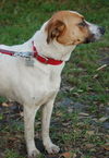 Janet the Pointer