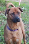 Roxie