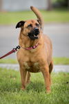 Roxie