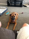 Roxie