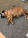 Roxie