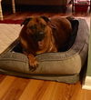 Roxie
