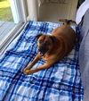 Roxie