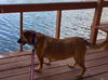 Roxie