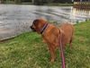 Roxie