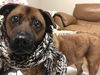 Roxie