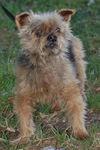 Blarney the Yorkie