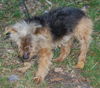 Blarney the Yorkie