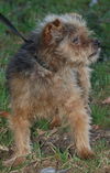 Blarney the Yorkie