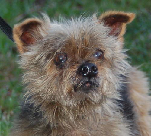 Blarney the Yorkie