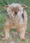 Blarney the Yorkie